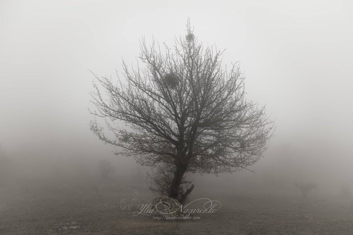 дерево, деревья, туман, дымка, осень, лес, woodland, tree, trees, forest, mystic, myctical, fog, mist, mood, чаща, autumn, мистика, Юлия Назаренко