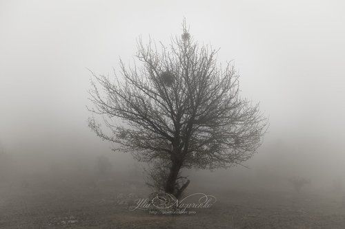 Туман, однако)