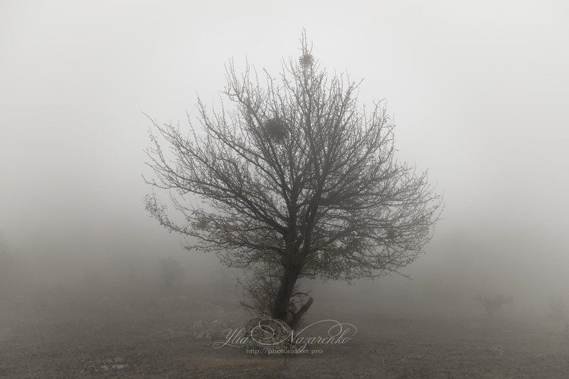 дерево, деревья, туман, дымка, осень, лес, woodland, tree, trees, forest, mystic, myctical, fog, mist, mood, чаща, autumn, мистика Туман, однако) фото превью