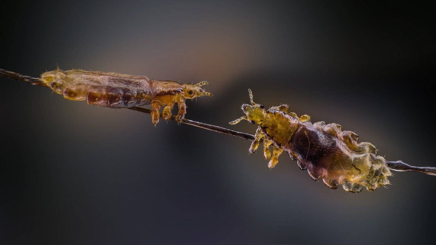 Вшей. Автор: Tsvetan Ganev ceclii,macro,lgg4, Tsvetan Ganev
