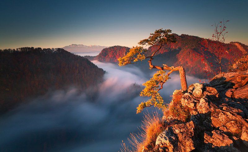 Bonsai