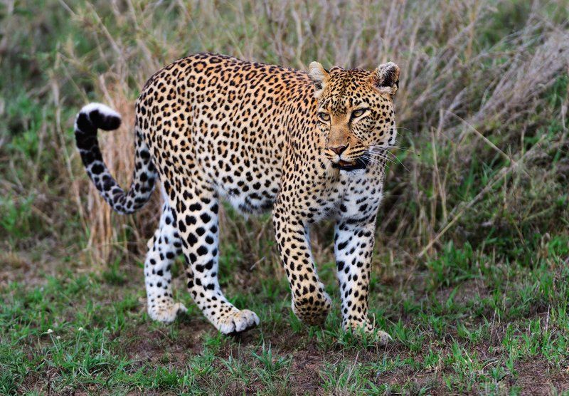 танзания Красавец-мужчина фото превью