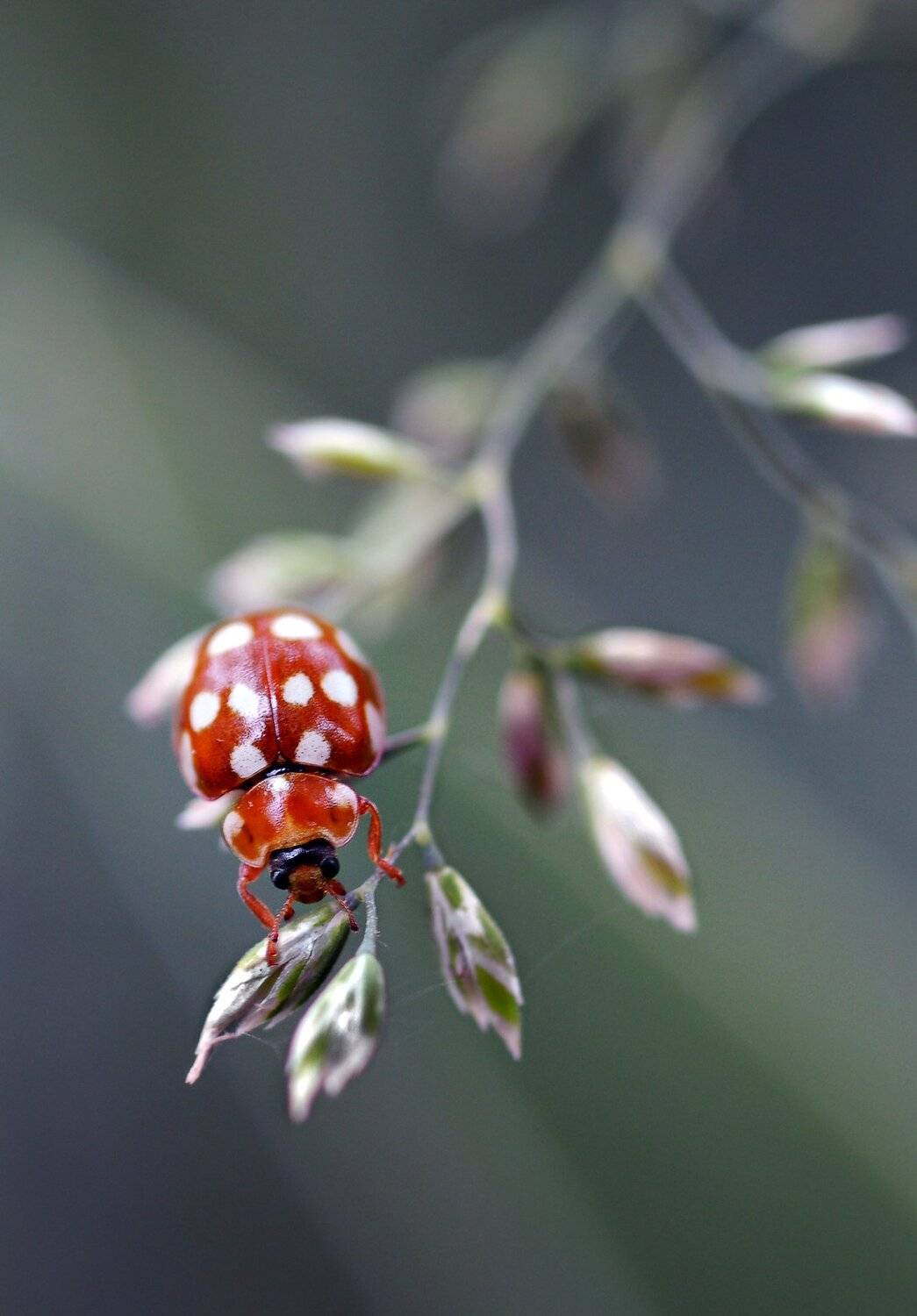 божья коровка, кальвия четырнадцатипятнистая, Неля Рачкова