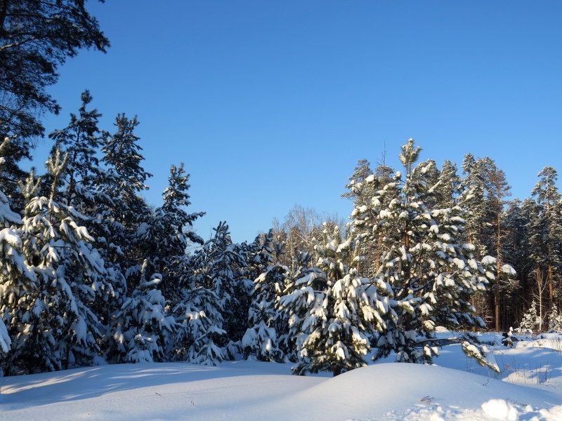 Сказочный лес фото превью