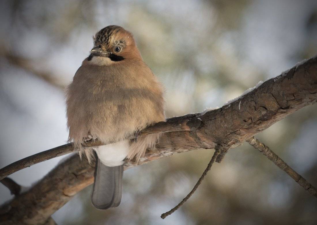 , Руслан Соколов