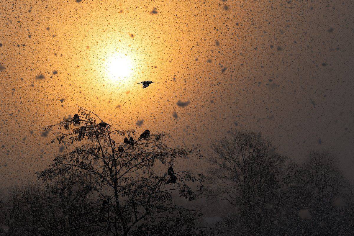 rook, wildlife, birds, Wojciech Grzanka