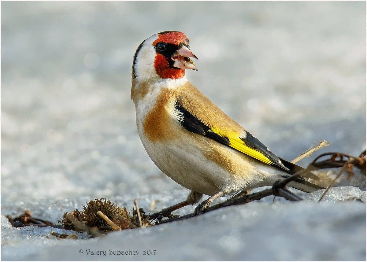 , Валерий Субачев