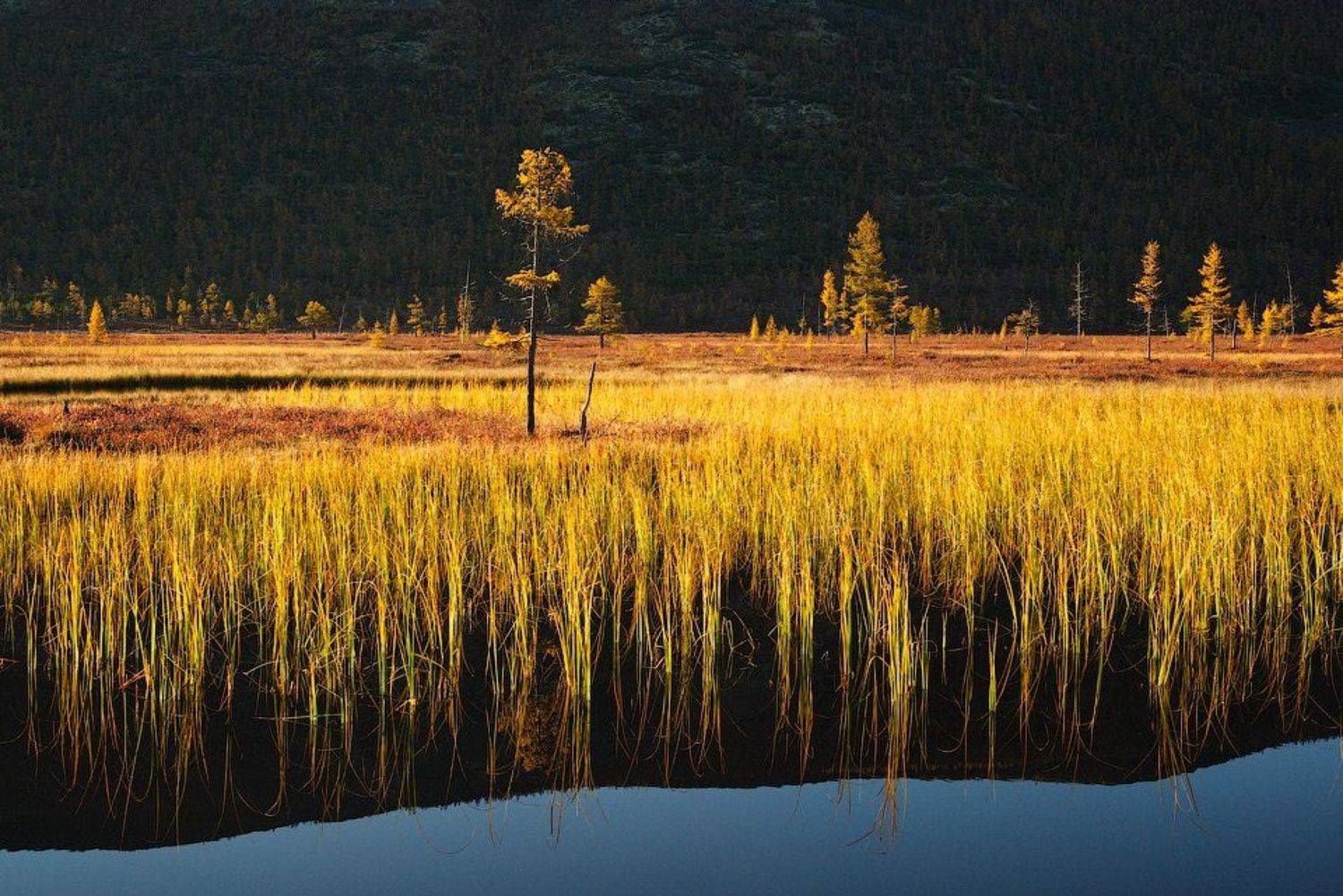 , Алексей Харитонов