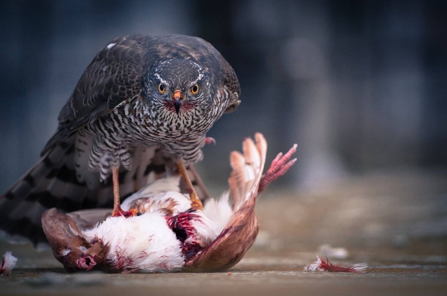 nikon d90 ,sigma 70-300 apo dg, Tihomir Petkov