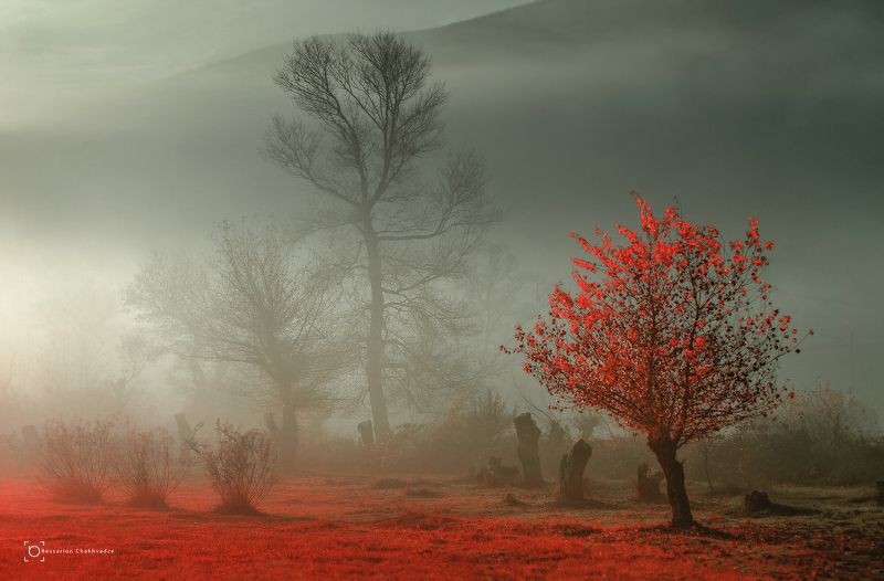 красное дерево фото превью