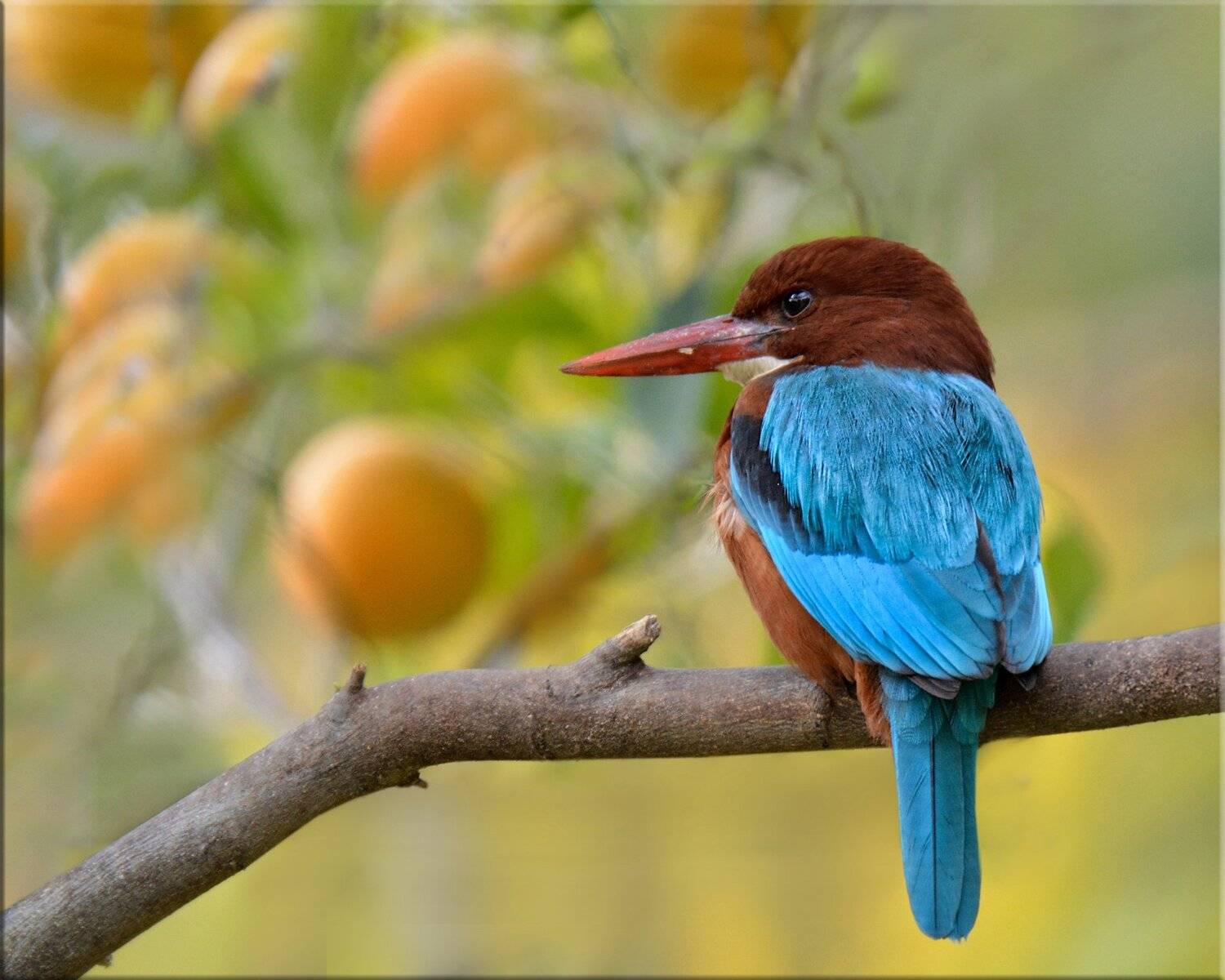 зимородок, апельсины, сад, февраль, Людмила Бекман