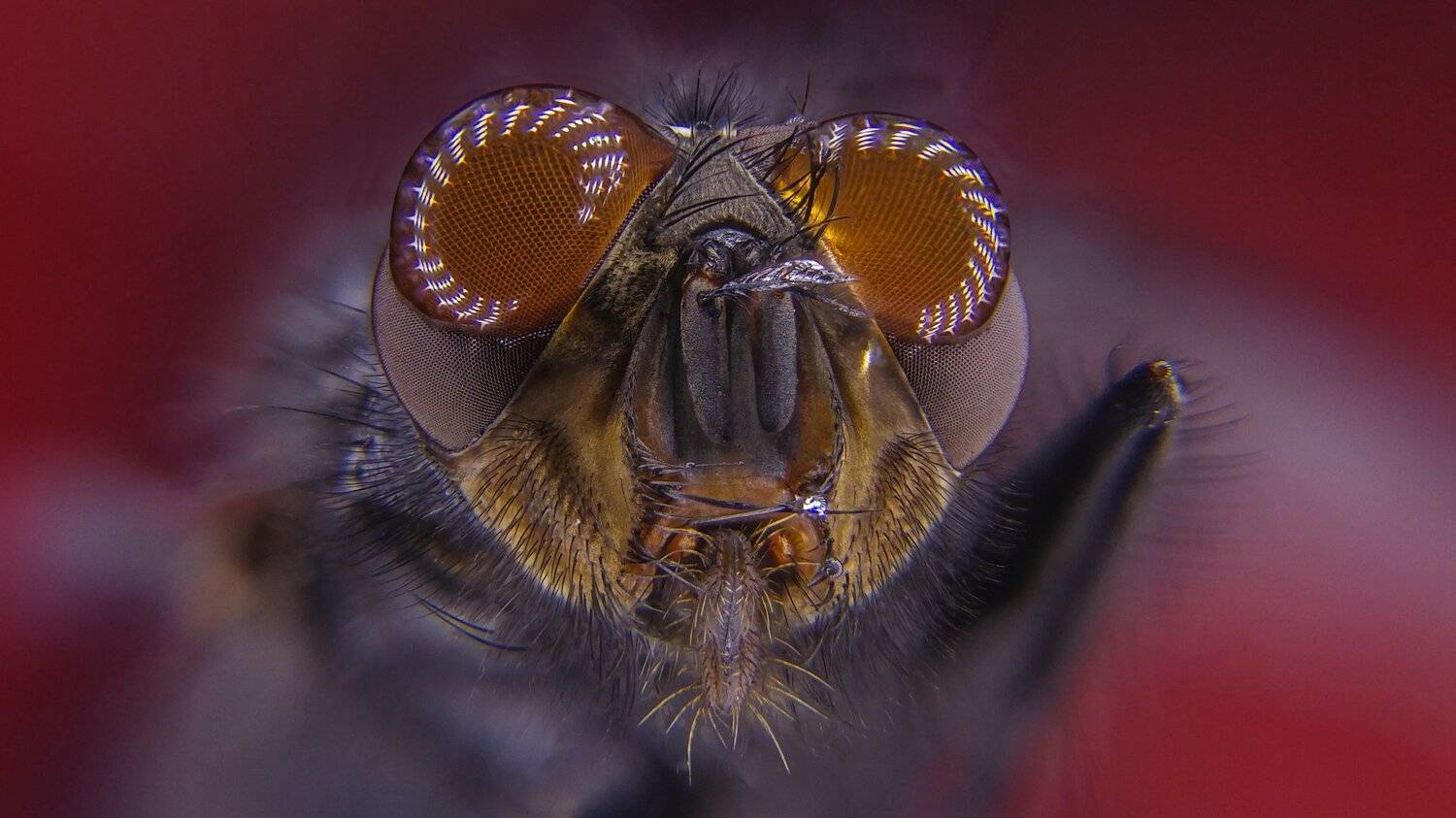 ceclii,macro,lgg4, Tsvetan Ganev