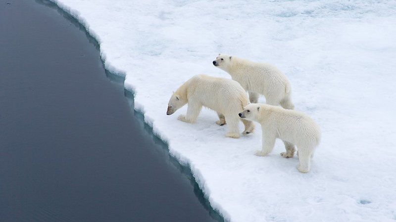фотографандреевандрей, северныйполюс, northpole, арктика, arctic, ice, снег, лёд, круиз, expiditions, travel, белыймедведь, медведь, polarbear, животное, natgeowild  фото превью