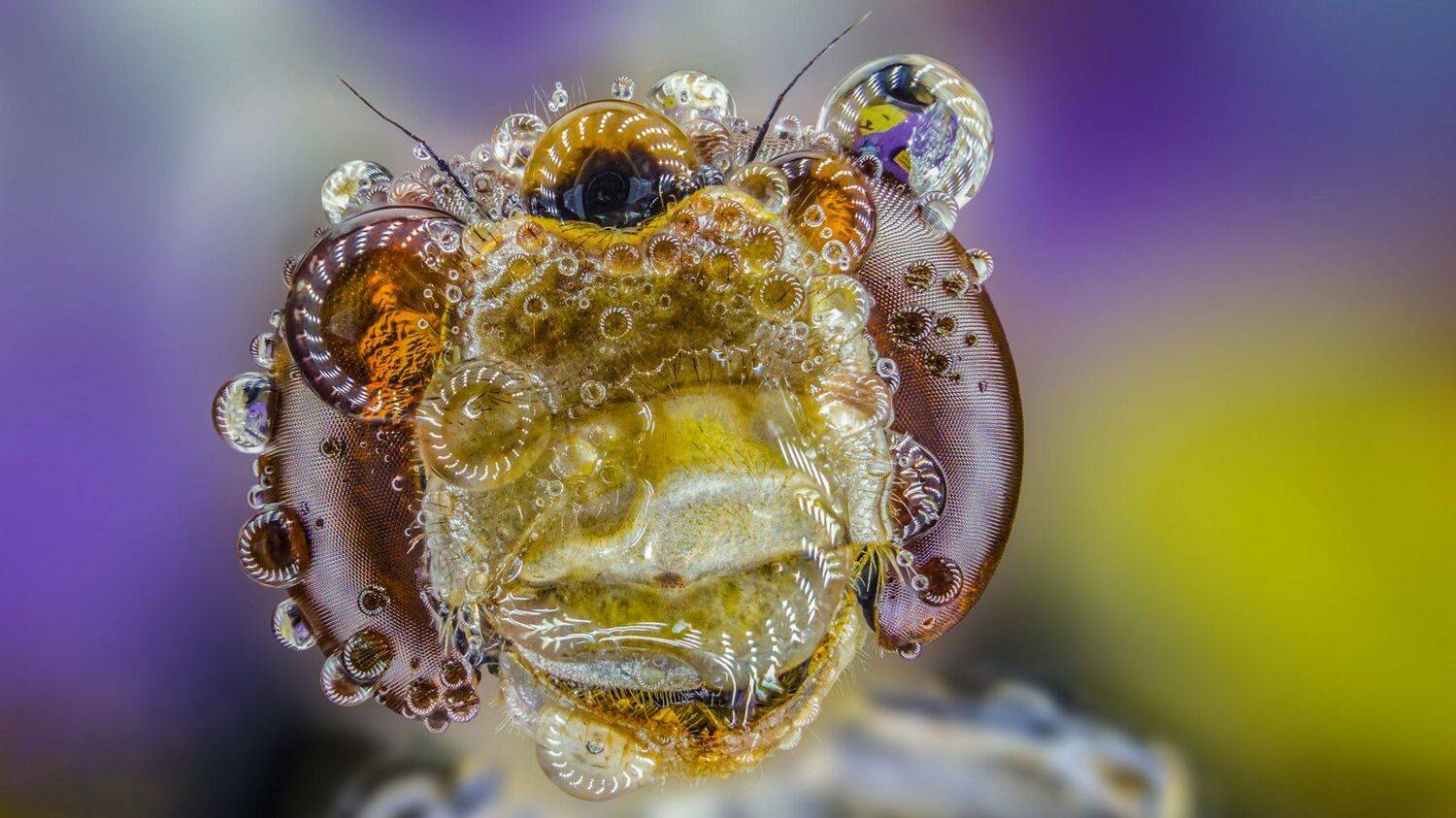 ceclii,macro,lgg4, Tsvetan Ganev