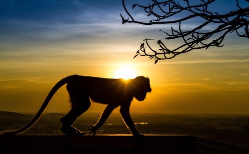 Silhouette of a monkey in sunset