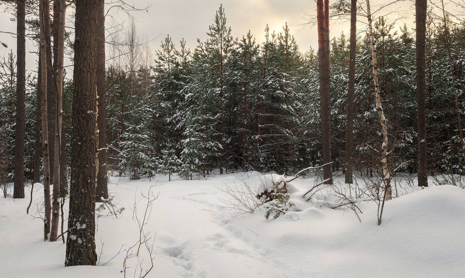 Тверь, Тверская область, Торопов Роман