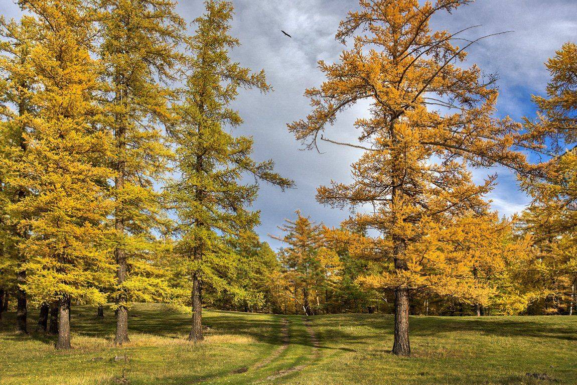 , Качурин Алексей