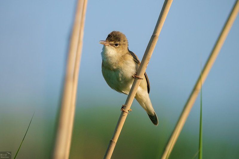 birds, acrocephalus scirpaceus Acrocephalus scirpaceus фото превью