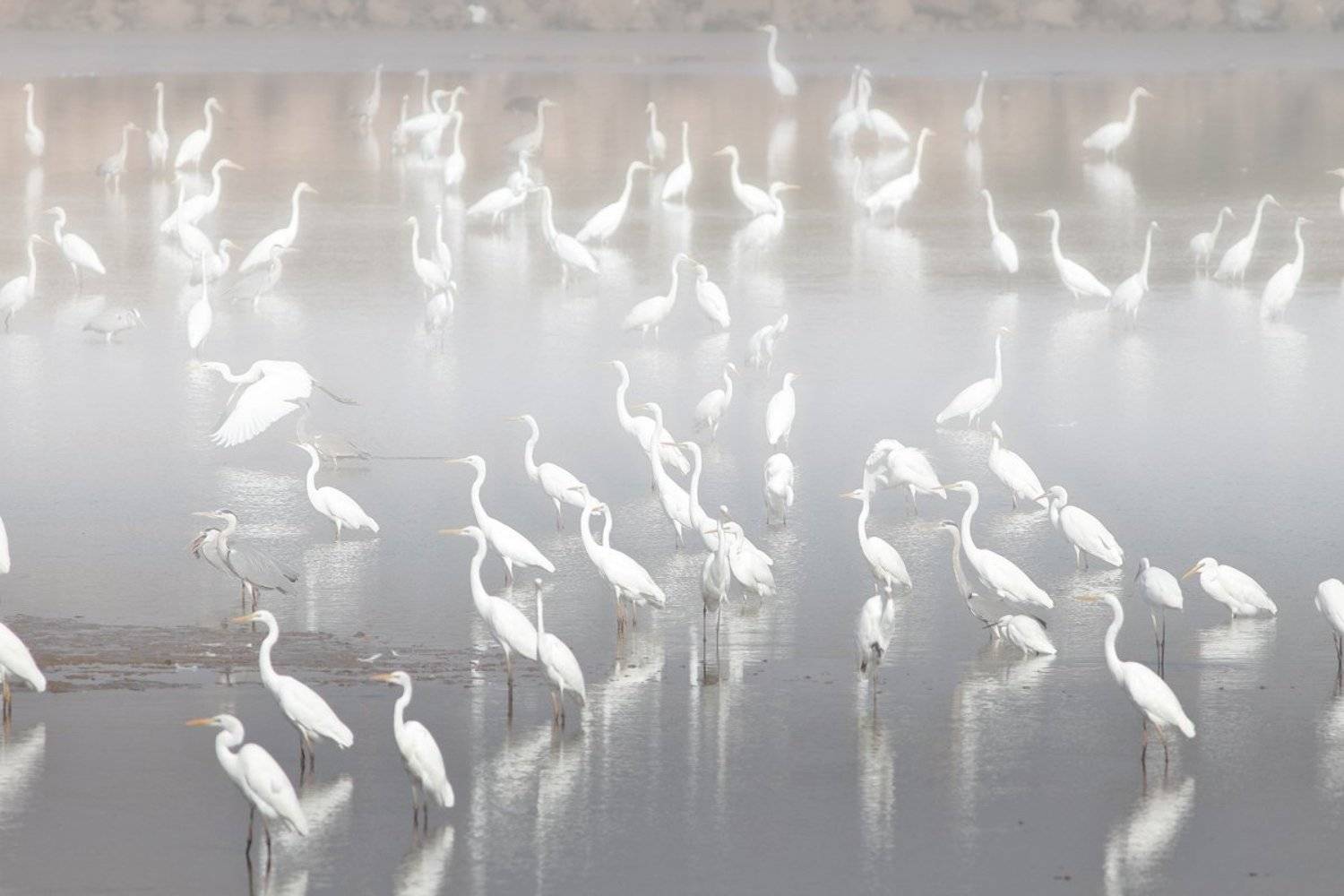 animals,birds,herons,fish,lake, 7d, 400mm, животные,птицы,рыба,цапли,озеро, Yuri Gomelsky