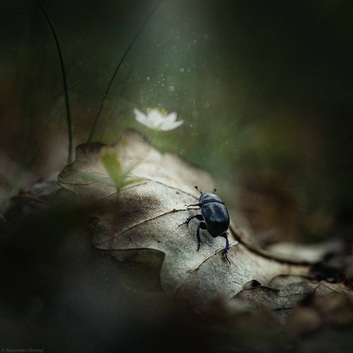 украина, коростышев, лес, красота, макро, макро мир, природа, макро-красота, макросъемка,, Александр Чорный