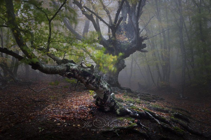 дерево, деревья, туман, дымка, осень, лес, свет, луч, woodland, tree, trees, forest, mystic, myctical, fog, mist, mood, чаща, autumn, мистика, сказка, образ, Призрачный свет фото превью