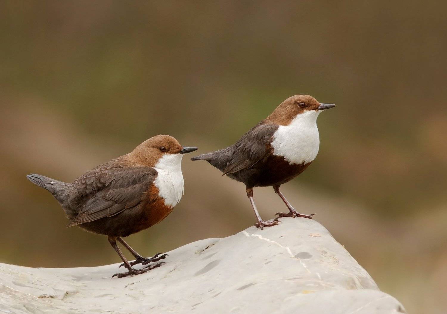 оляпка; white-throated dipper; cinclus cinclus;, Ivan Ivanov