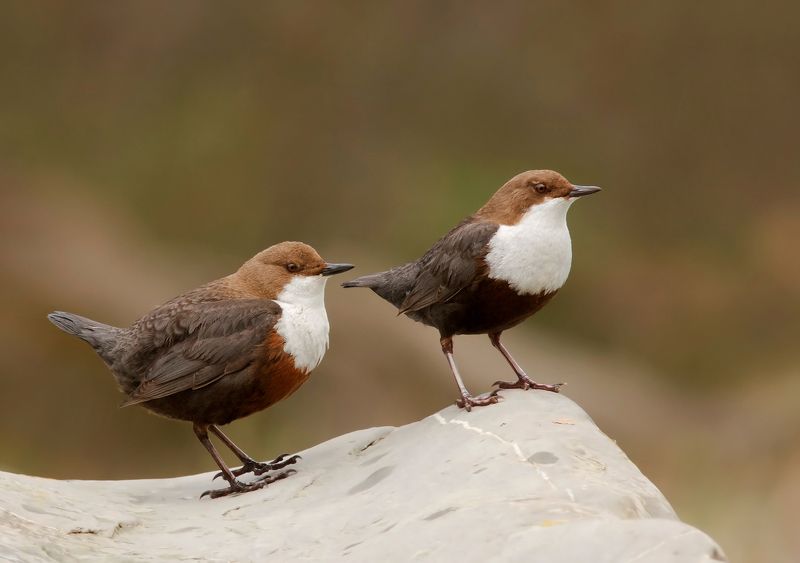 оляпка; white-throated dipper; cinclus cinclus; семья фото превью