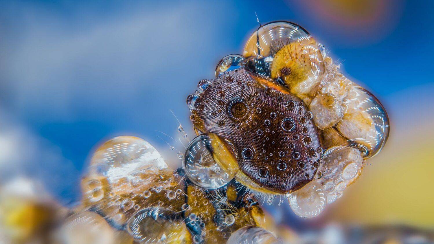 ceclii,macro,lgg4, Tsvetan Ganev