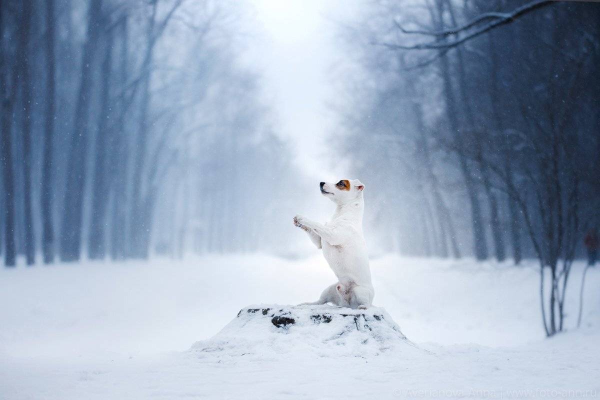 собака, джек рассел терьер, зима, снег , Анна Аверьянова