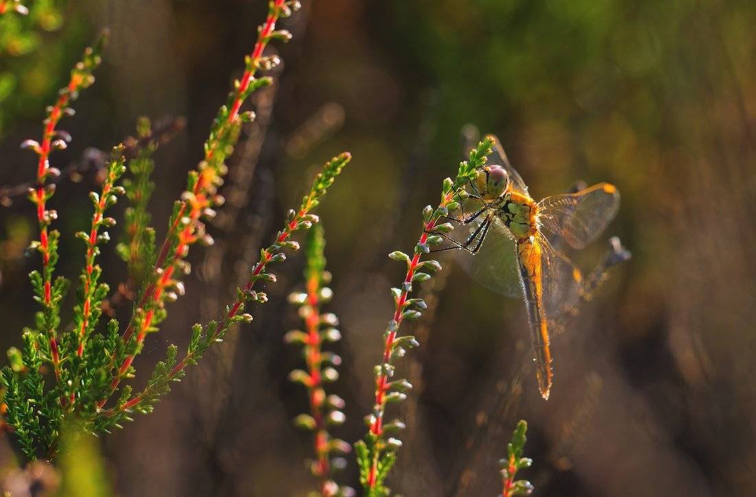 стрекоза,макро, Андрей Дитковский