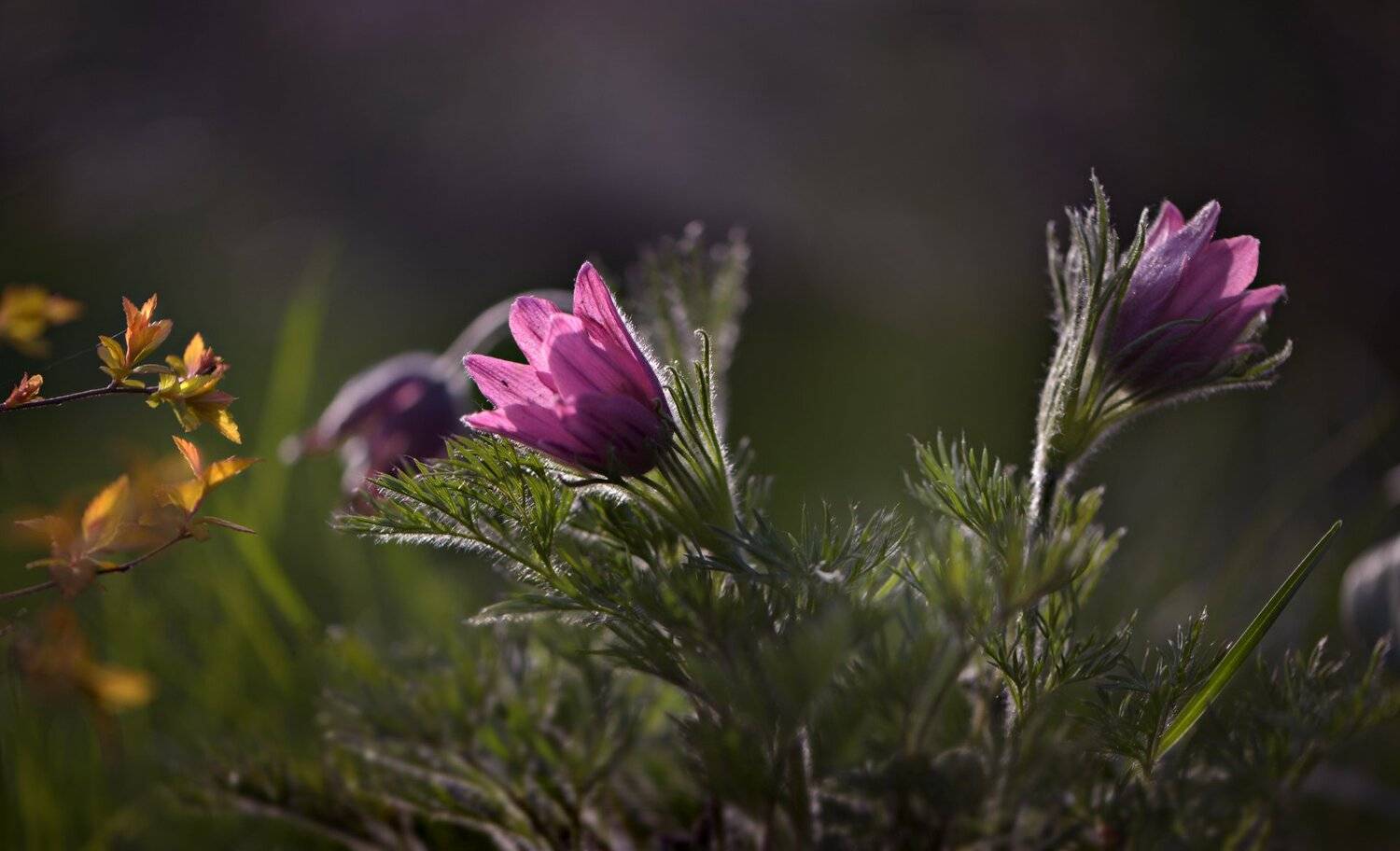 природа, растение, цветы, прострел, сон-трава, лиловый, размолвка, контровый свет,, Неля Рачкова