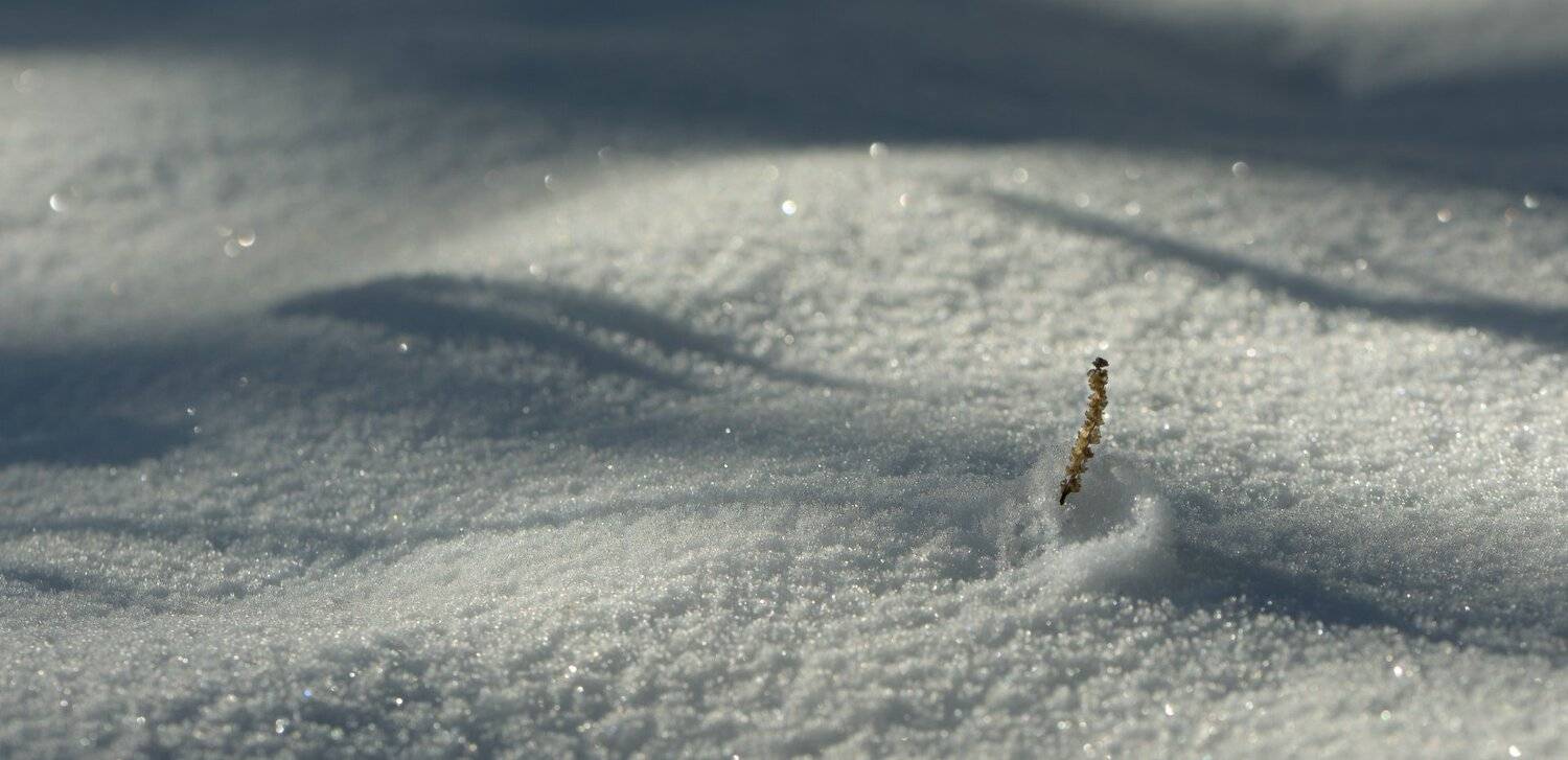 природа, макро, минимализм, снег, белый, пушистый, искрящийся, травинка, тени, боке, Неля Рачкова