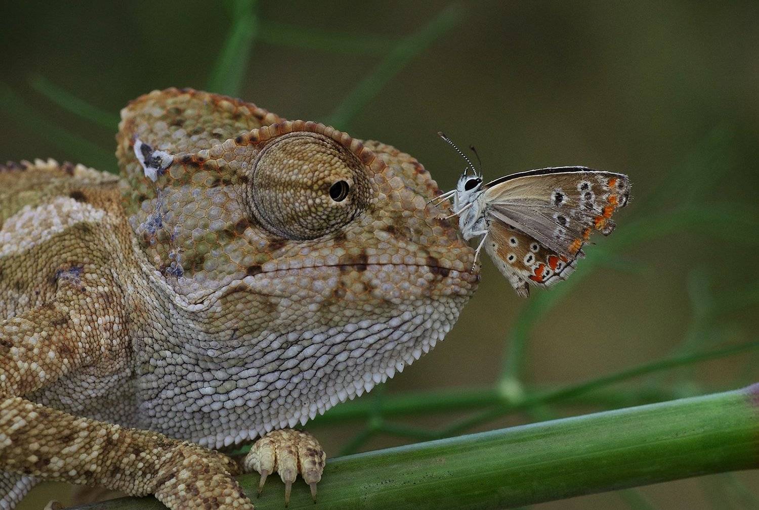 animal,nature,macro,prey,hunter,butterfly,chameleon, Savas Sener