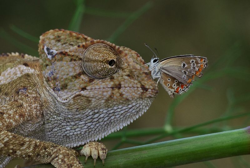 animal,nature,macro,prey,hunter,butterfly,chameleon prey and hunter фото превью