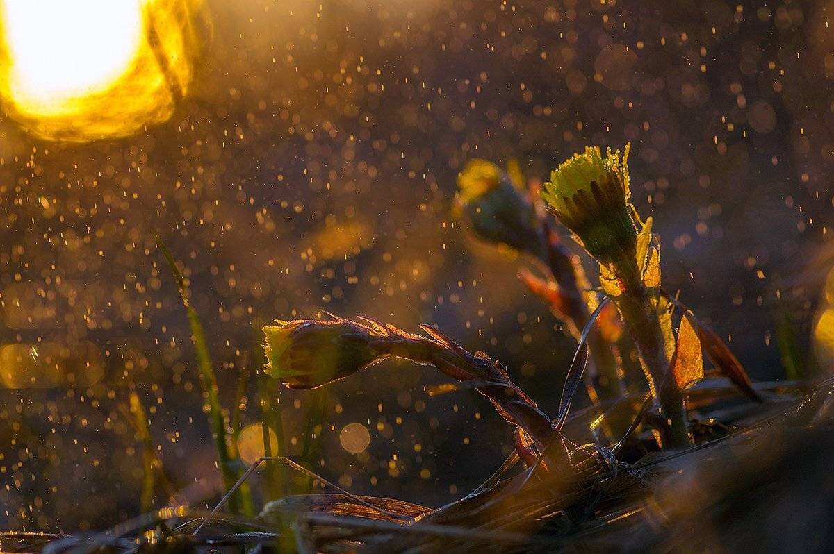 мать-и-мачеха, весна, роса цветы, Марина Мурашова