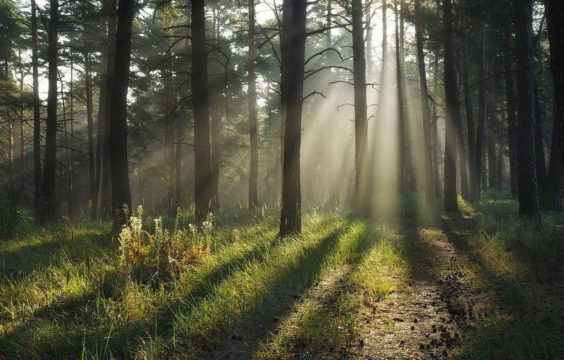 Тропами света фото превью