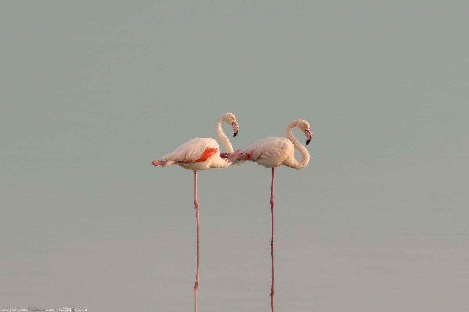 фламинго, кипр, ларнака, прица, розовый, море, озеро, вода, закат, осень, зима, Валерий Романов