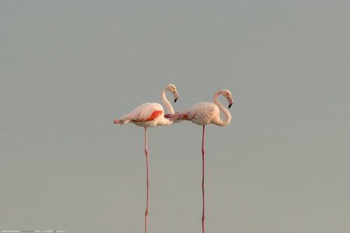 Пара фламинго