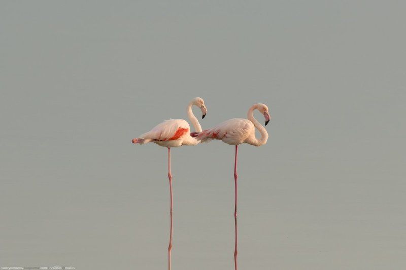 фламинго, кипр, ларнака, прица, розовый, море, озеро, вода, закат, осень, зима Пара фламинго фото превью