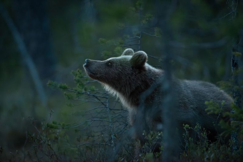 finland, bears, midnight,cub In the middle of the night фото превью