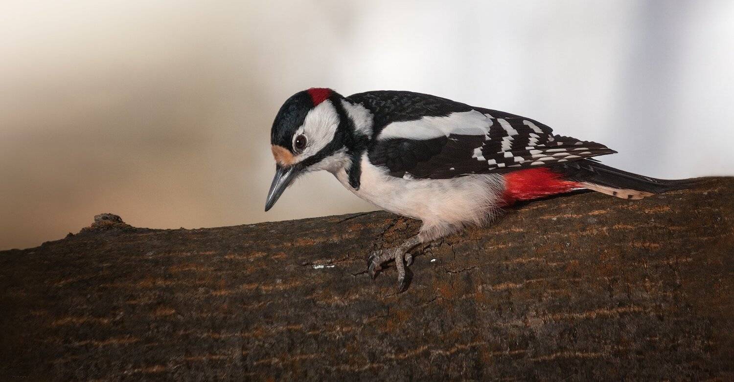 природа, лес, животные, птицы, Дмитрий Посевич