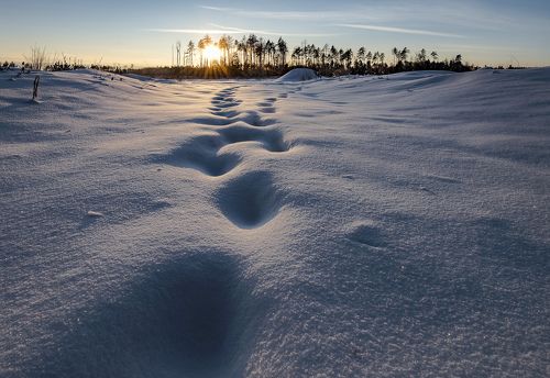 В снегах Подмосковья