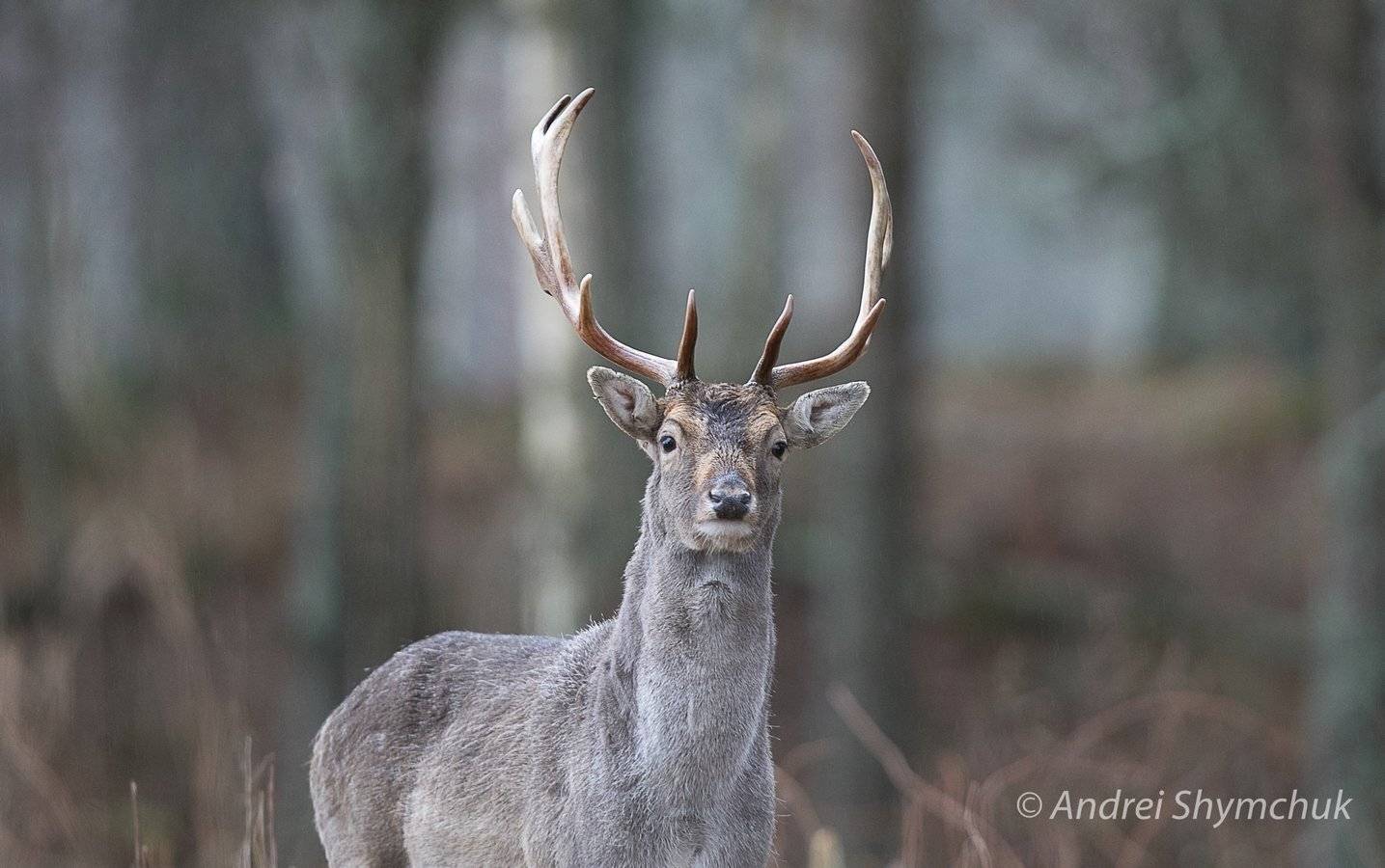 , Андрей Шимчук