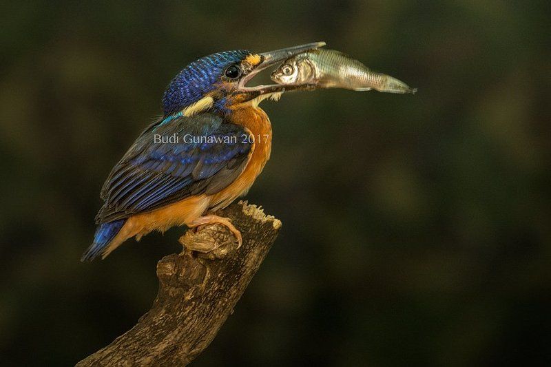 bird, alcedo athis , kingfisher, eating 2 EYES фото превью