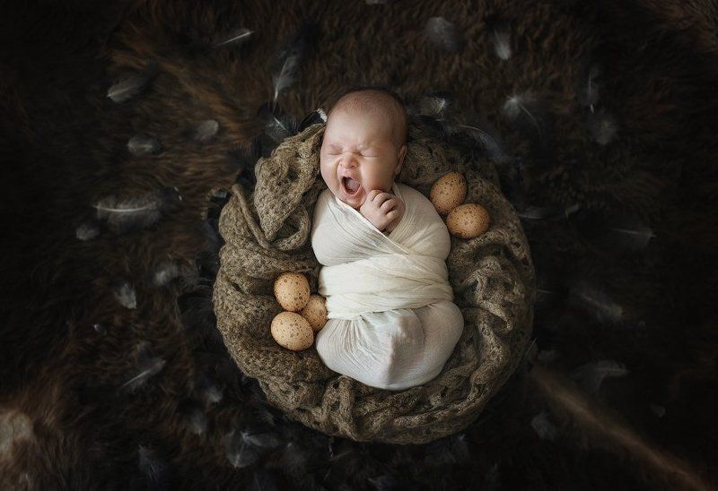 Птенец фото превью