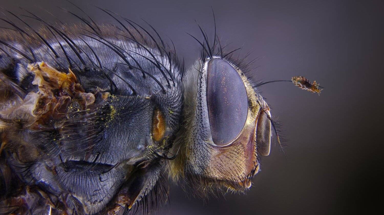 ceclii,macro,lgg4, Tsvetan Ganev