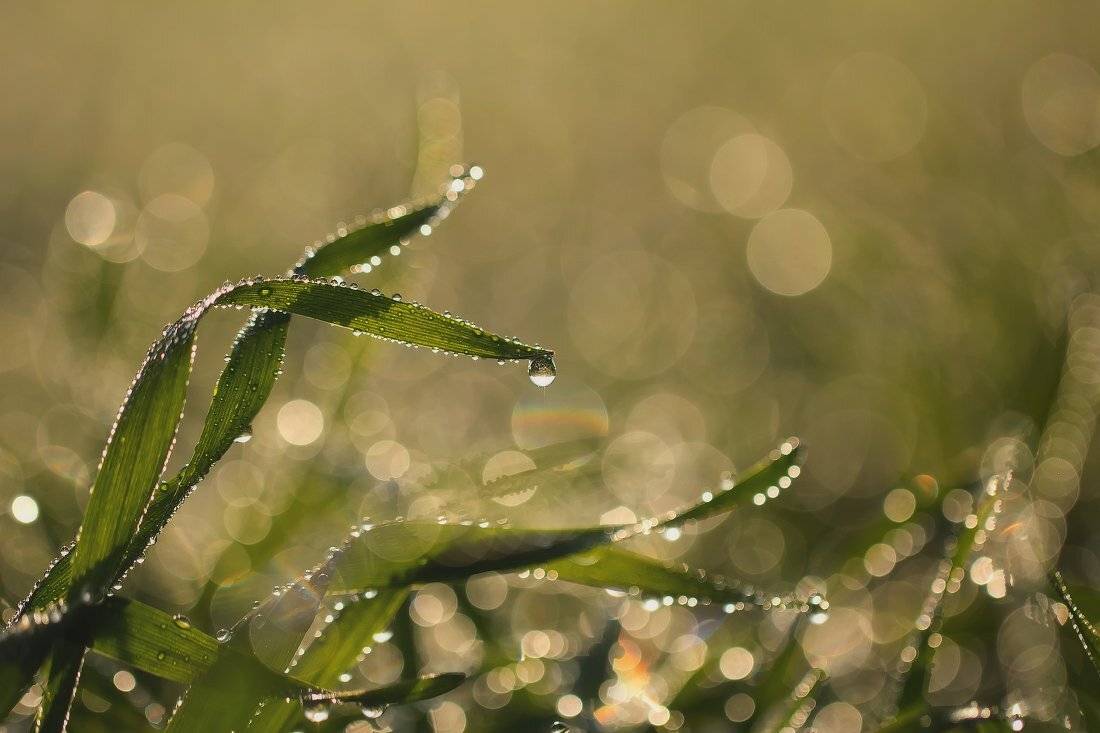 роса,капли,макро,утро, Андрей Дитковский