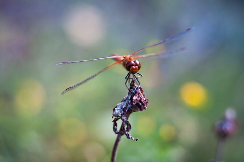 *** фото превью