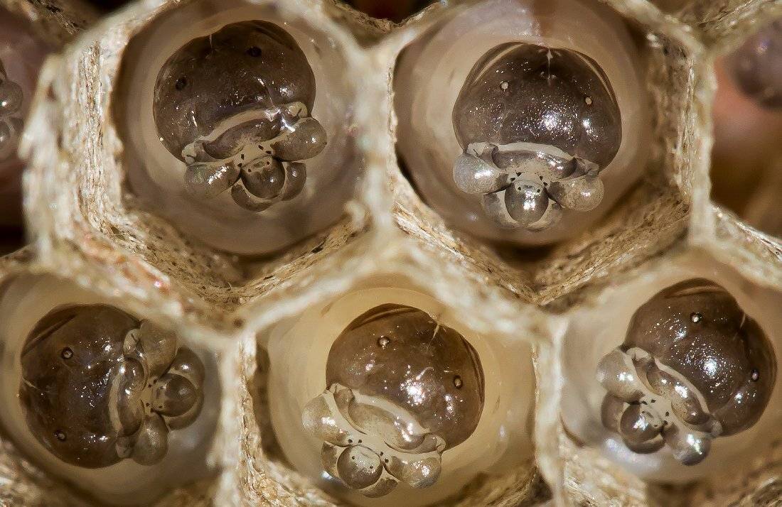 макро, Андрей Дитковский