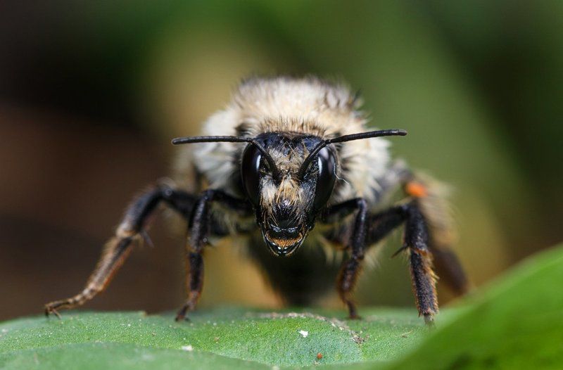 Страж... фото превью